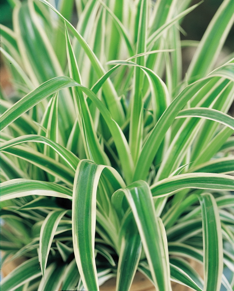 Spider Plant | las aventuras spider plant Spider Plant | las aventuras spider plant