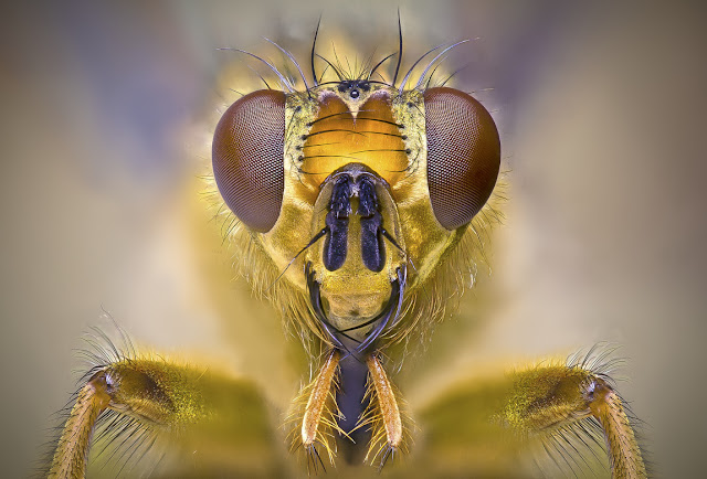 Macro Photography Princesses : insect Queen
