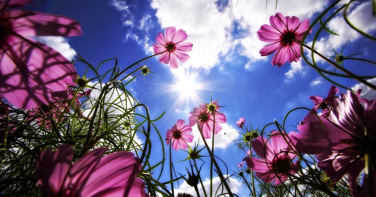 Pink Flower in Cloud Wallpaper WallpapersXplore Free HD Desktop Wallpapers