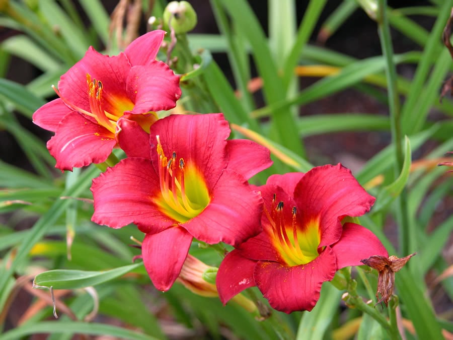 Flower Homes Daylily Flowers