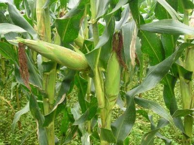 Jagung Zea Mays L Artikel Sudarminto Setyo Yuwono