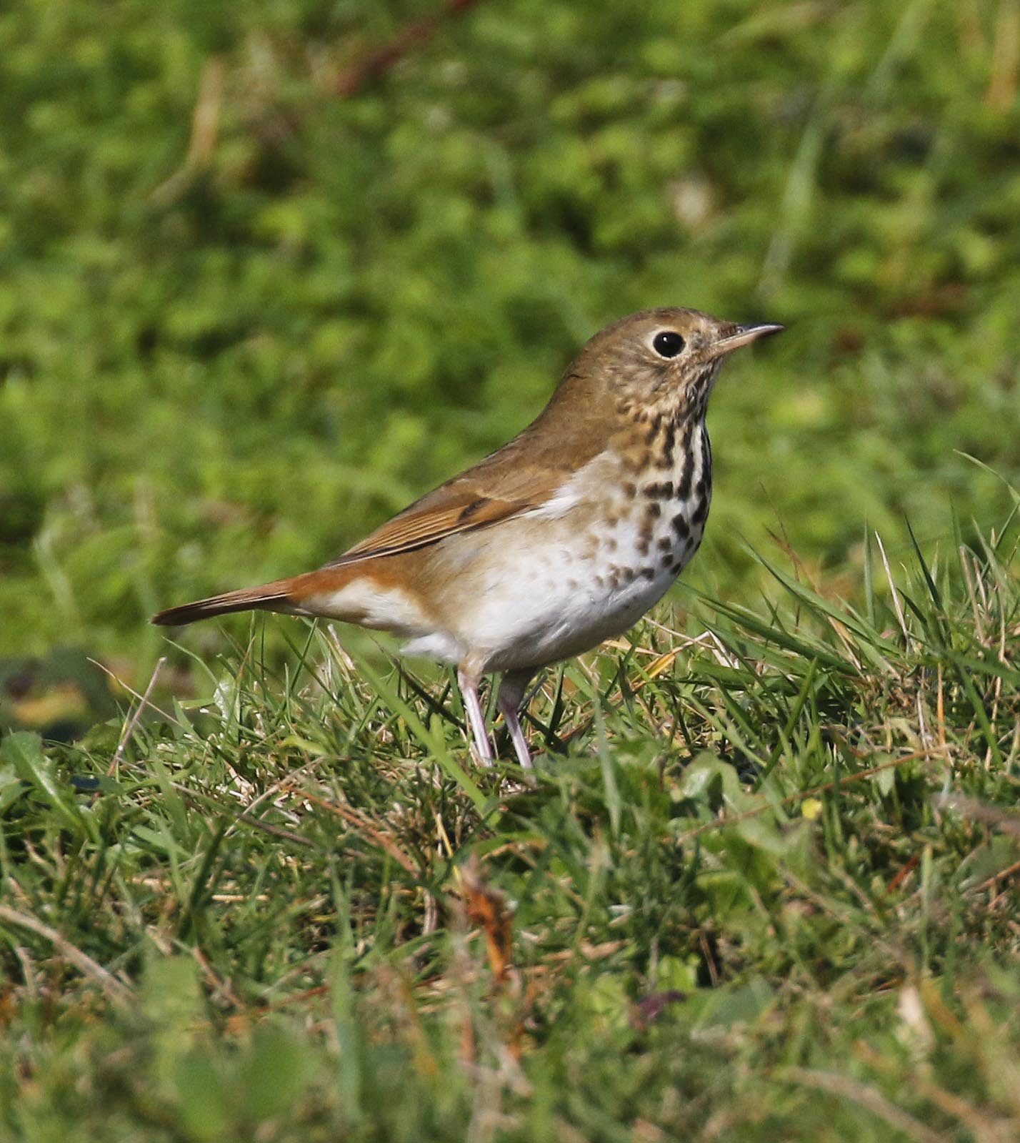 Hermit Thrush