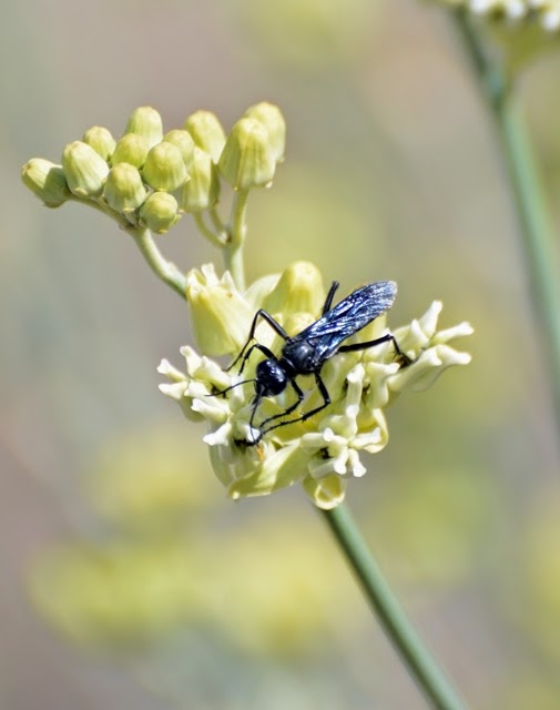Pepsis Wasp on Desert Milkweed 439
