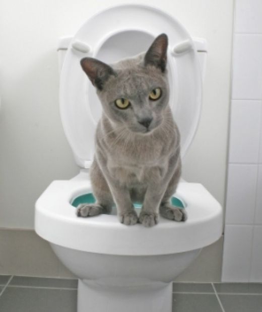 gabapentin for cats urinary tract infection gabapentin for cats urinary tract infection