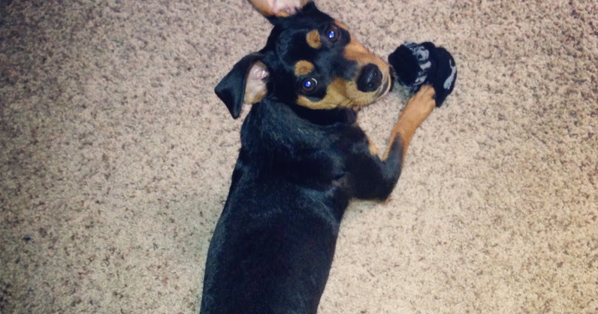 mini pinscher mixed with dachshund