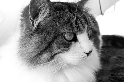 Portrait de chat en noir et blanc. Photo prise avec un Ricoh GR.