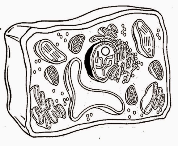 Printables Blank Plant Cell Worksheet printables blank plant cell worksheet safarmediapps worksheets coloring sheet free i love the middle school pinterest