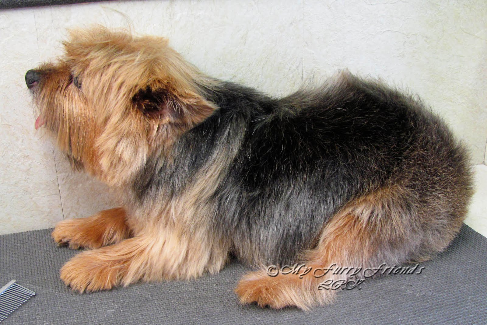 How To Get Rid Of Dandruff On A Dogs Coat How To Get Rid Of Dandruff On A Dogs Coat