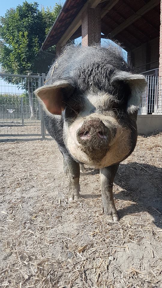 La Piccola Fattoria degli Animali