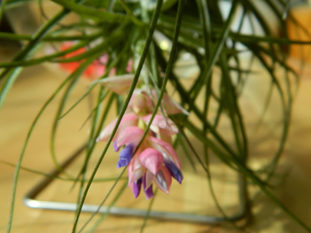 Airplants pups