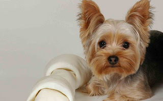 Yorkshire Terrier Puppy Picture