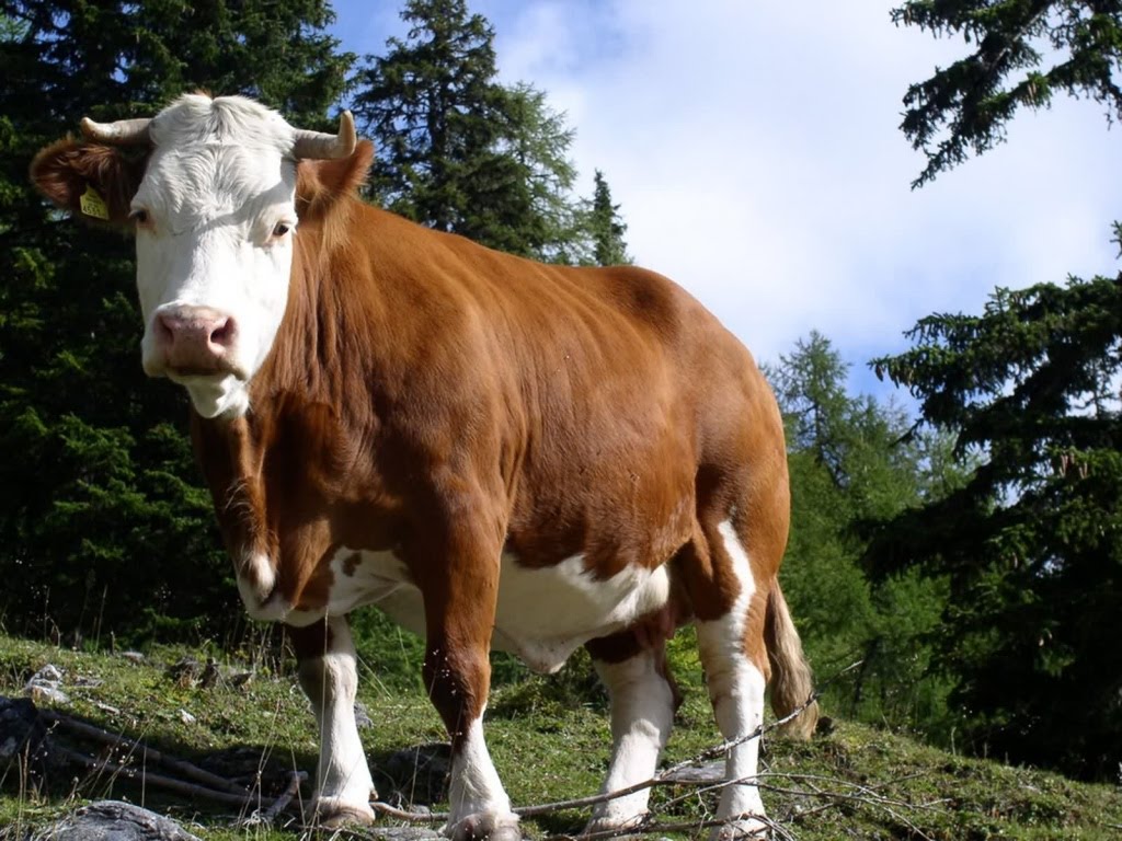 HD Desktop Wallpaper: cow background