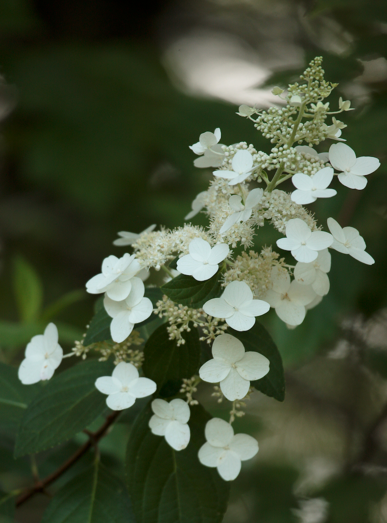 Proven Winners Colorchoice Plant Of The Week Plant Of The Week