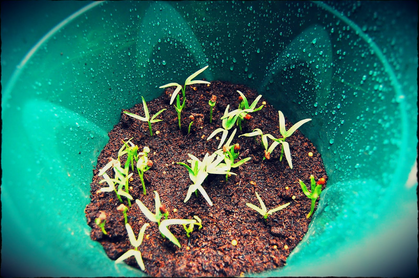 Sexy Nomad's Projects How to Grow Kailan and Kangkong Seeds