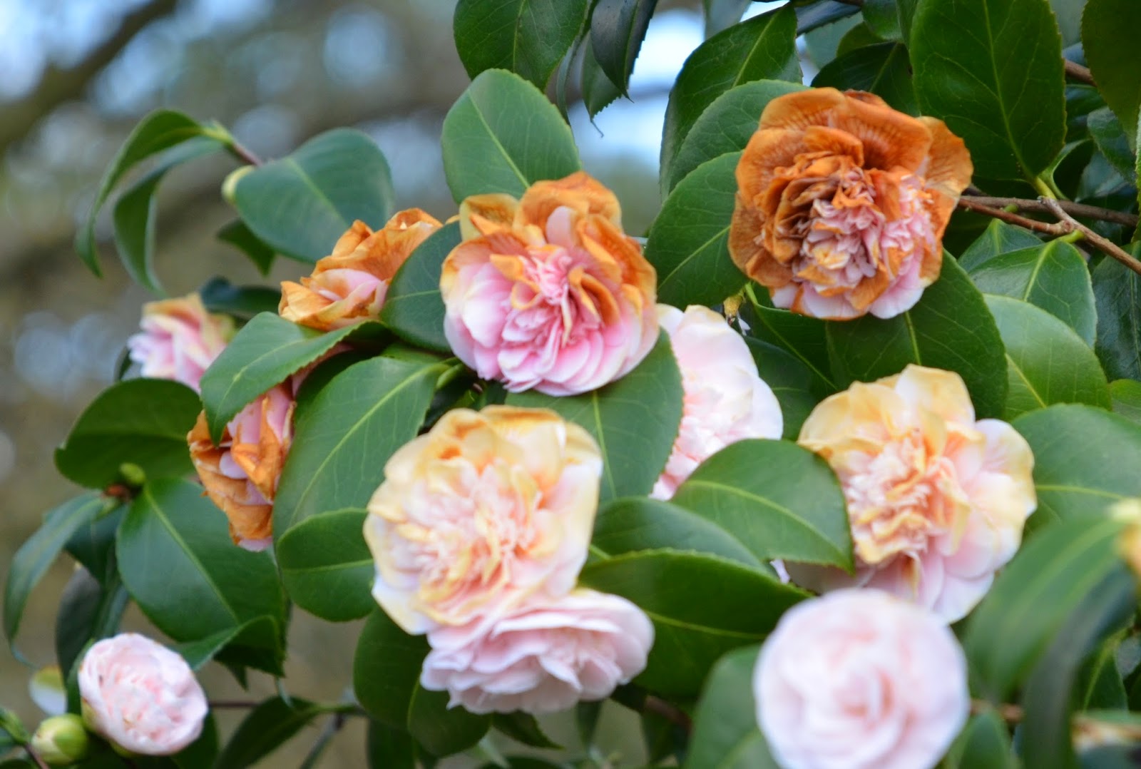 HOW TO GROW CAMELLIAS The Garden of Eaden