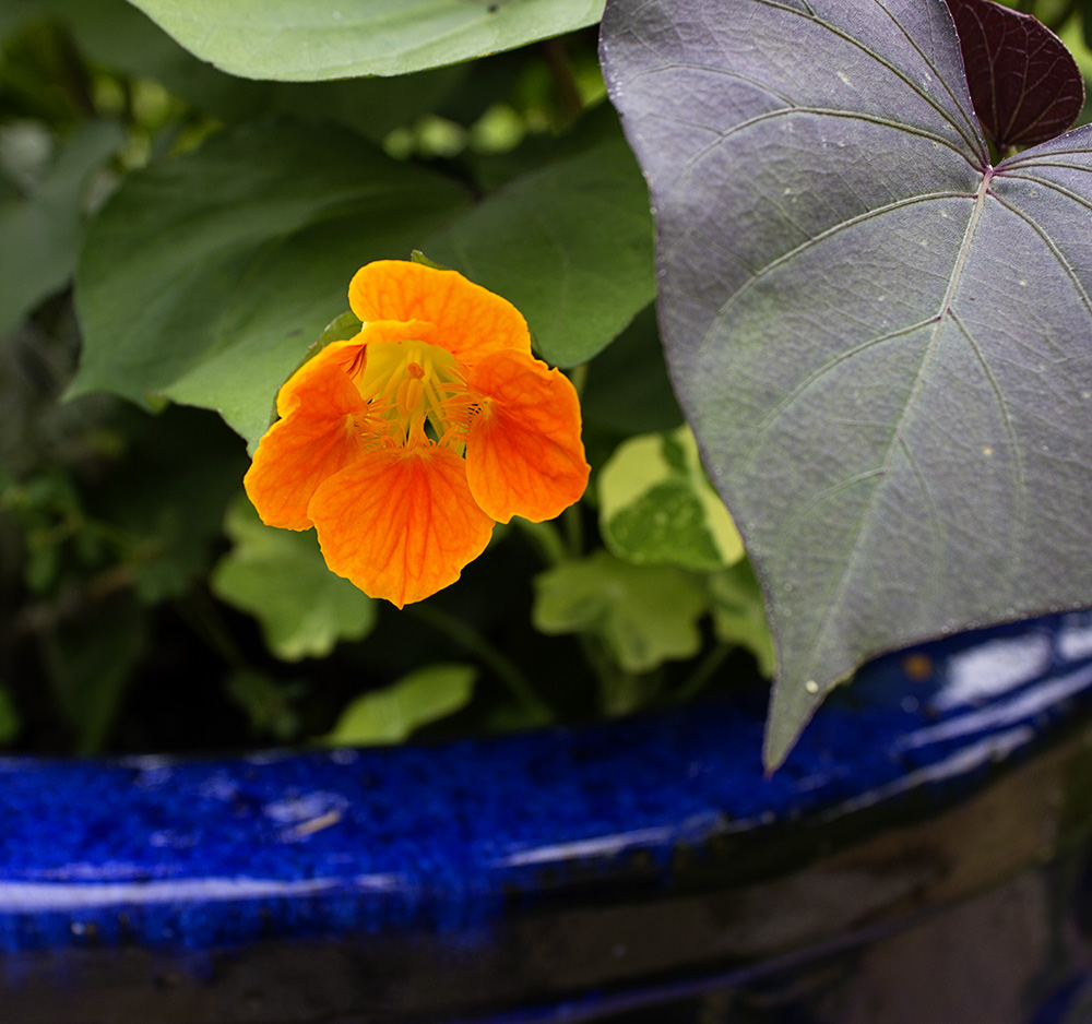 Rurification Nasturtiums
