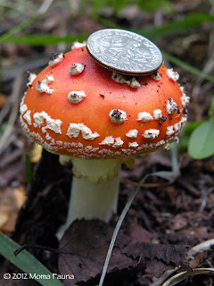 A wee Amanita muscaria, always charming, but moreso in miniature.  