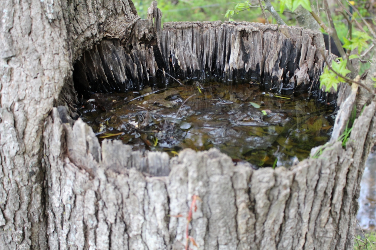 At The Farm... Stump Water