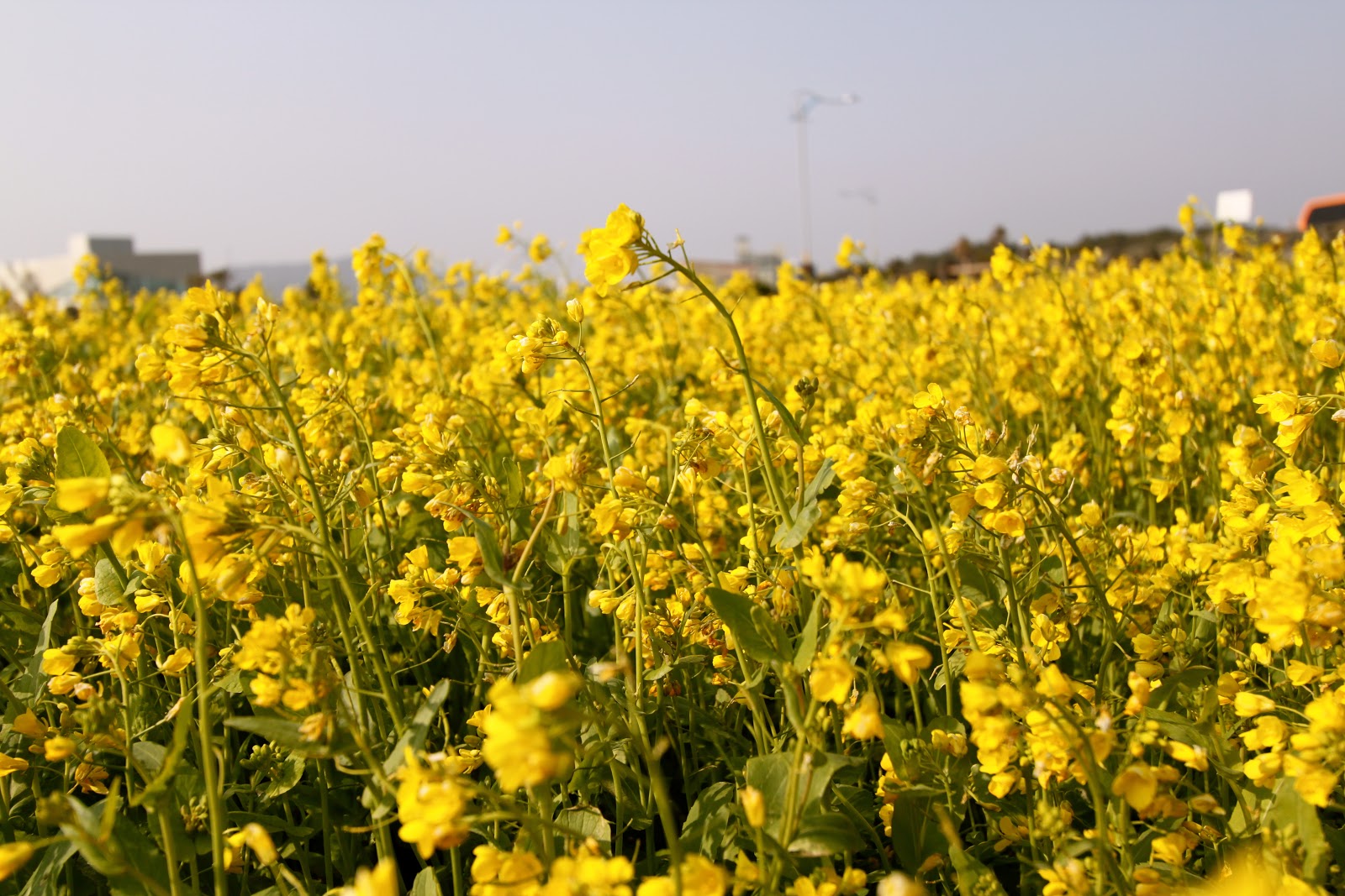 OnionHead s Colorful Life  Canola Flower Farm Visit Jeju Island