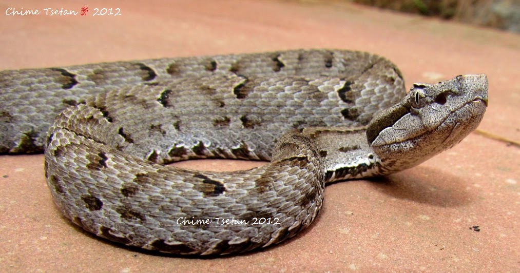 Animal Snapshot Himalayan Pit Viper (Gloydius himalayanus) Another