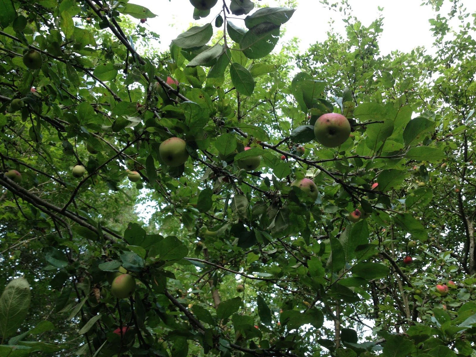 The Summer Homestead Discoveries Ontario Pear Trees