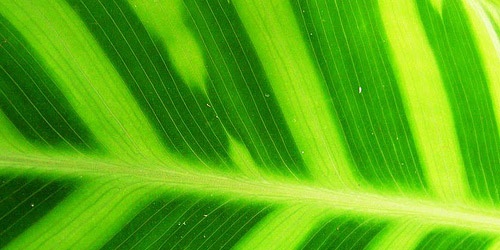 15+ Free Leaf Green Brown Textures Download