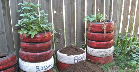 The Littlest Farm: The Great Potato Experiment