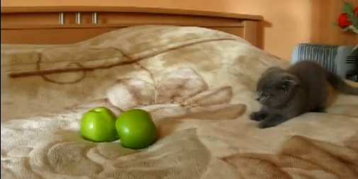 Vid�o chat vs pommes