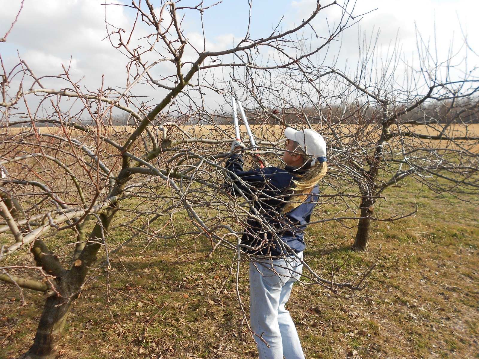Brenda's Berries & Orchards Winter Pruning of Apple Trees