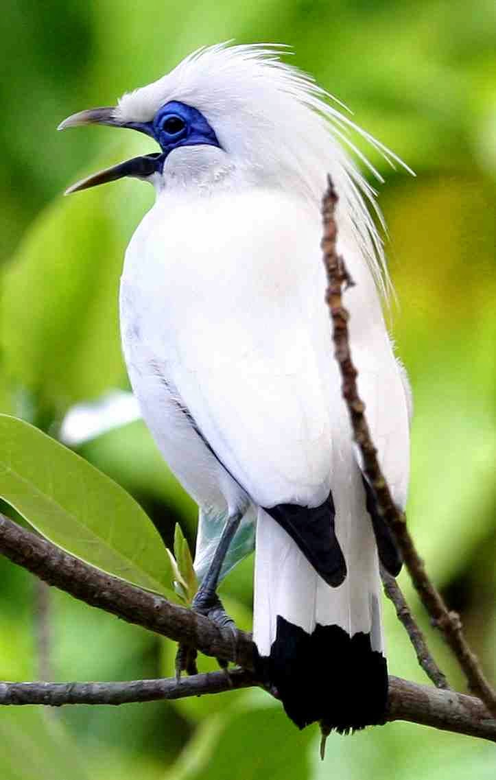 gambar burung jalak bali - gambar burung - gambar burung jalak bali
