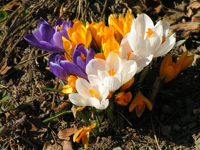 Crocus Flower