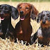 El Dachshund (Cazador de Tejones)