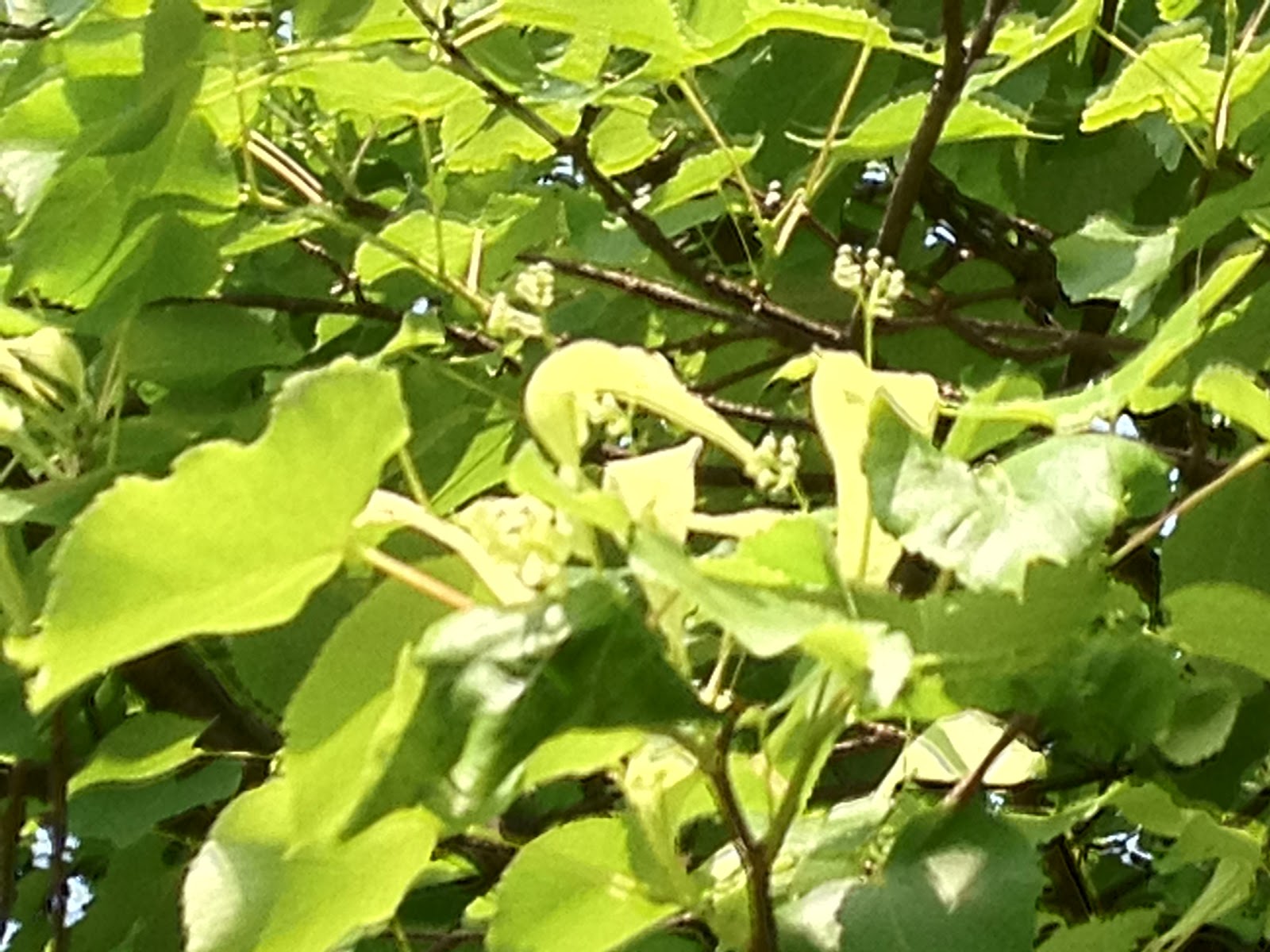 野の花通信 セイヨウシナノキ