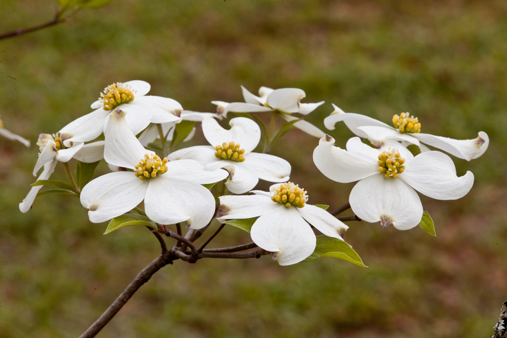 Mary Ann's View East Texas Flowering Dogwoods