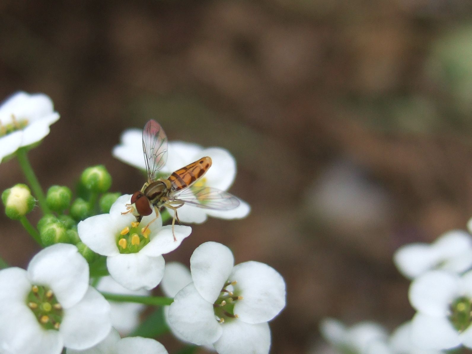 Helping Gardeners Grow Syrphid flies on Sweet Alyssum