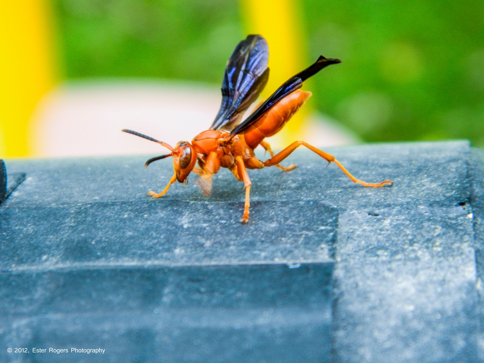 Ester Rogers Photography: Louisiana Red Wasp