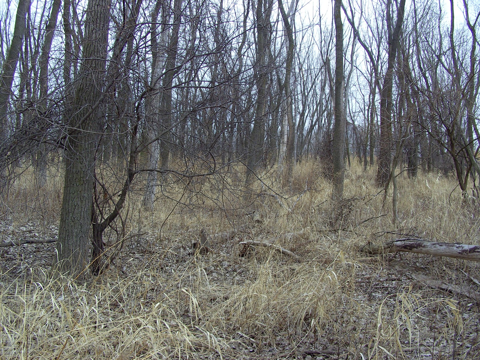 http://1.bp.blogspot.com/-vEIjLvGYhI0/TZEkpXyq0EI/AAAAAAAAAEE/QdQqFxmNMtg/s1600/wooded+area.jpg
