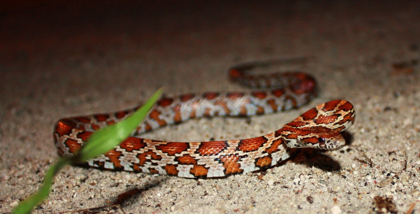 The Herpers: South Florida