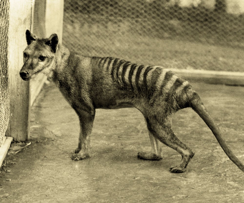 VT Wildlife Biology Thylacine