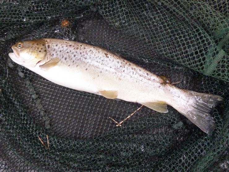 Pike Blog Sea Trout?