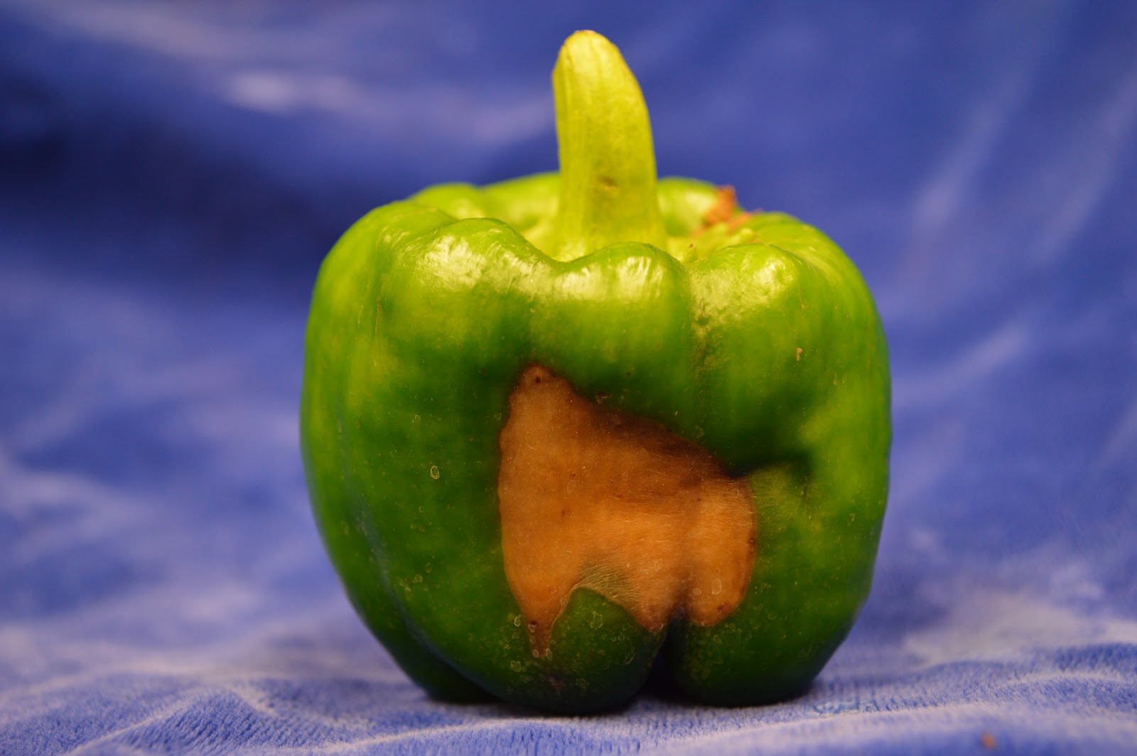University of Illinois Plant Clinic Pepper Which came first? Sunscald
