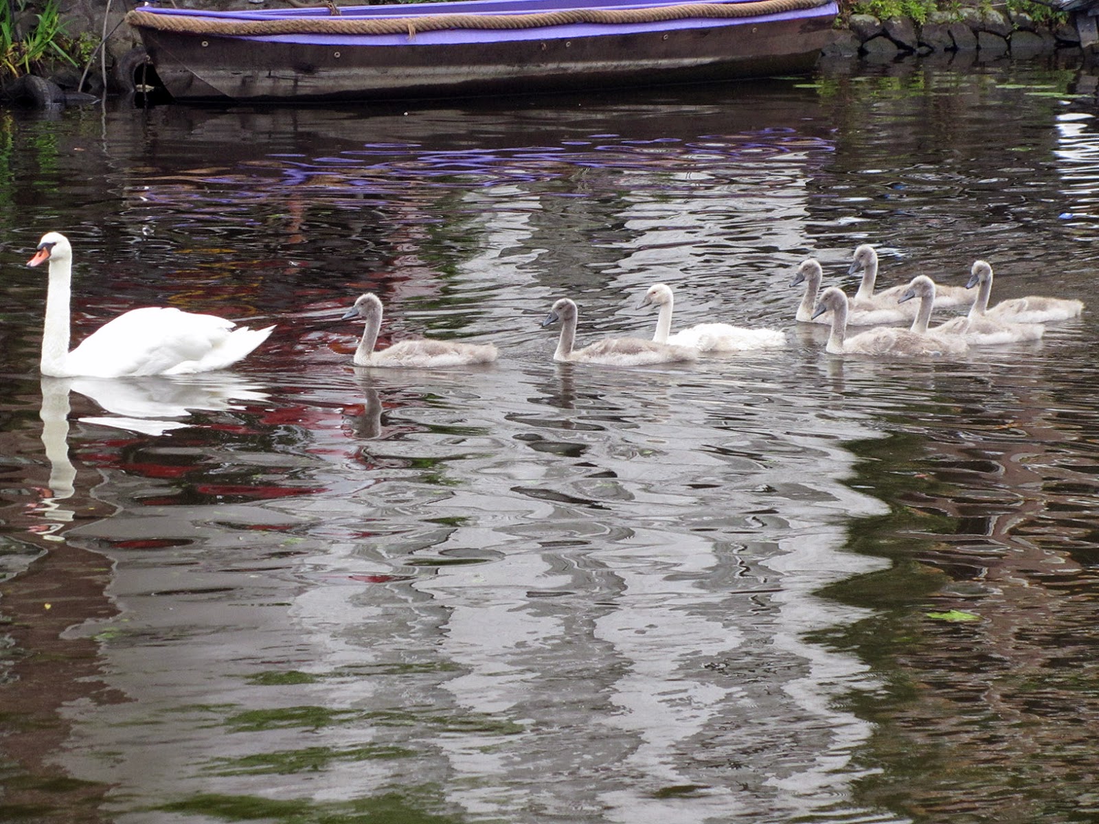 swan with little ones