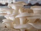 budidaya jamur tiram putih | bisnis jamur tiram | usaha jamur tiram