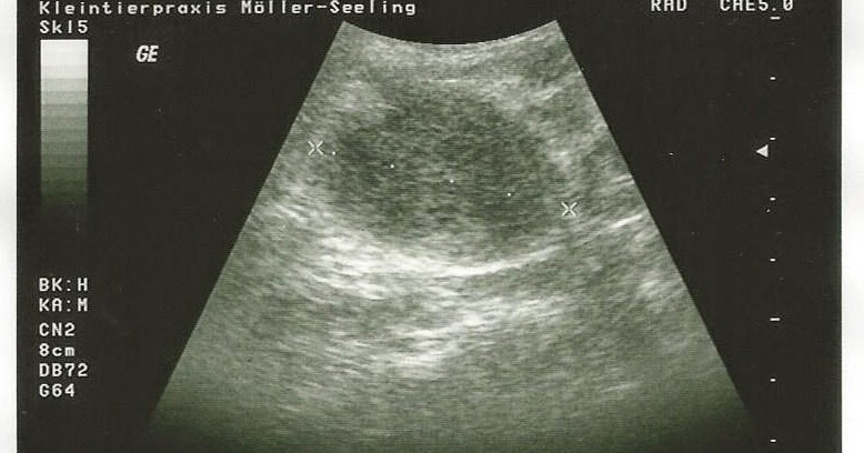 Vettie Notizen einer Wetterauer Tierärztin Mein Hund hat Krebs und