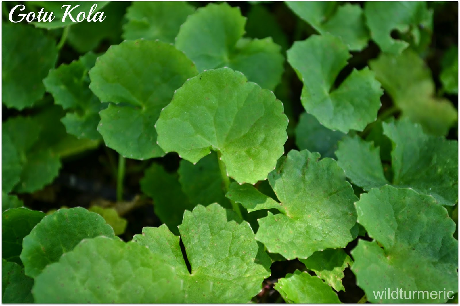 5 Amazing Benefits, Uses Of Gotu Kola | Centella Asiatica | Vallarai For  Skin, Hair & Health - Wildturmeric