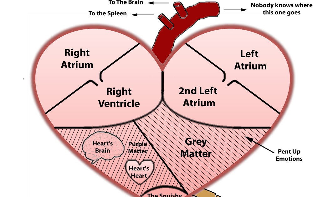 functioning of heart explanation
