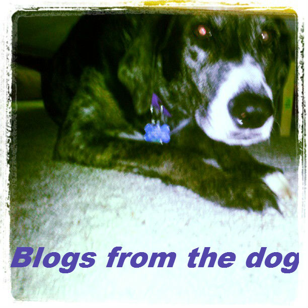 Blogs from the dog