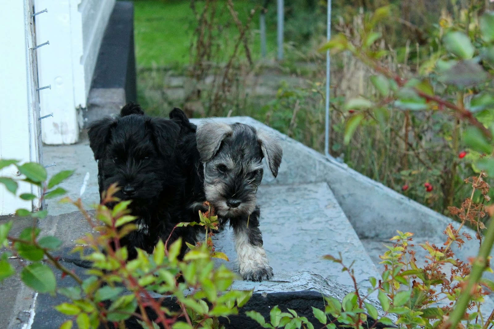 Vi som älskar dvärgschnauzer Peppar dvärgschnauzertik till salu