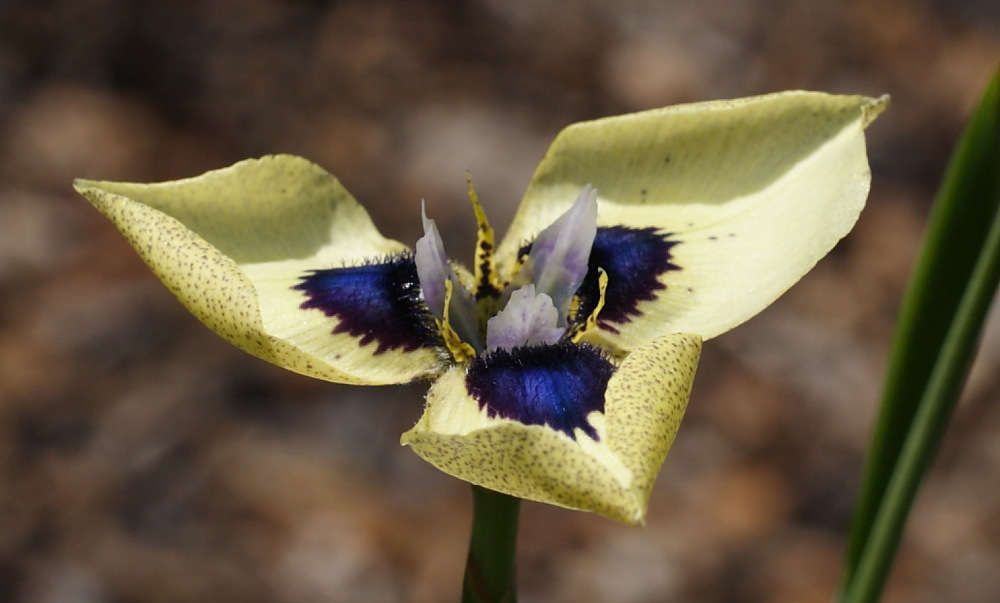 World of Irises: The Peacock Flowers