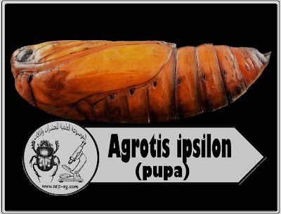 عذراء الدودة القارضة Agrotis ipsilon